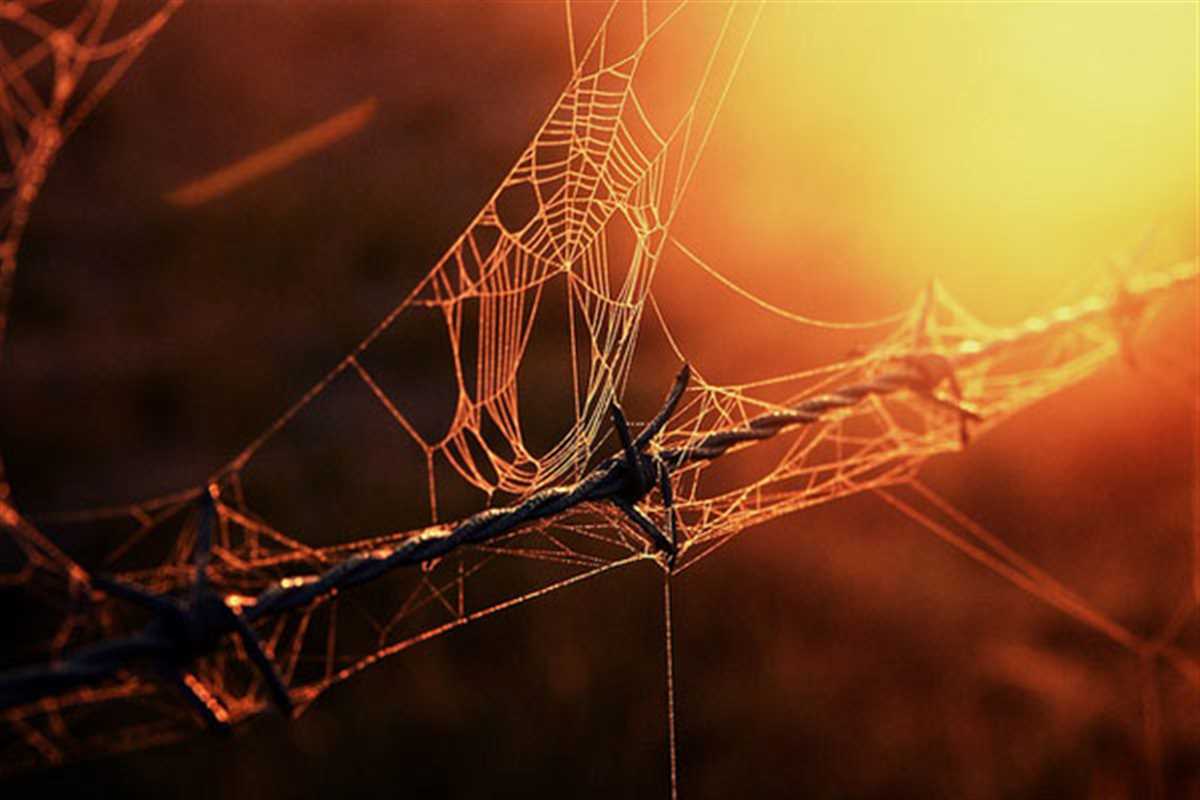 Awesome 1 spiderweb
