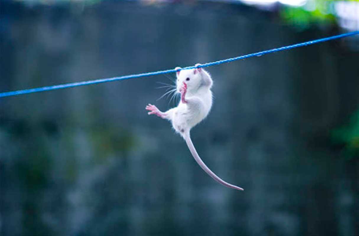 Awesome 13 hanging-mouse