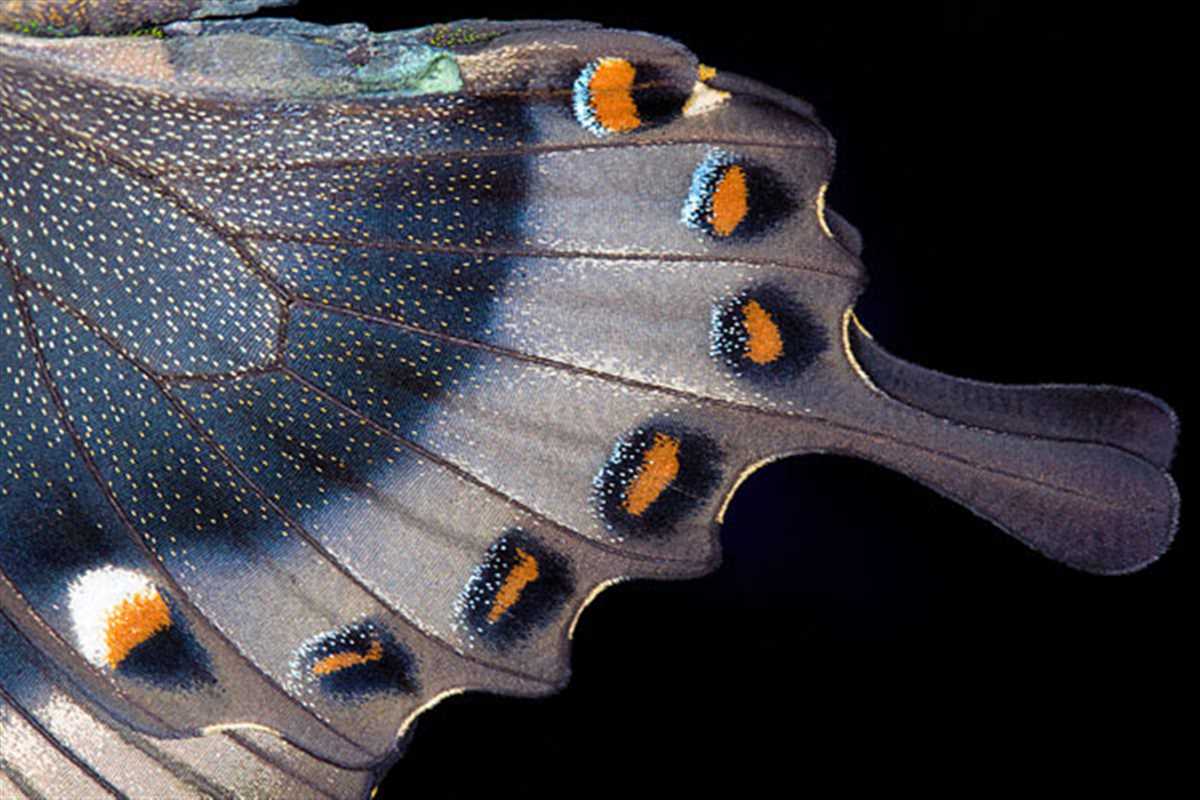 Awesome 8 butterfly-wings