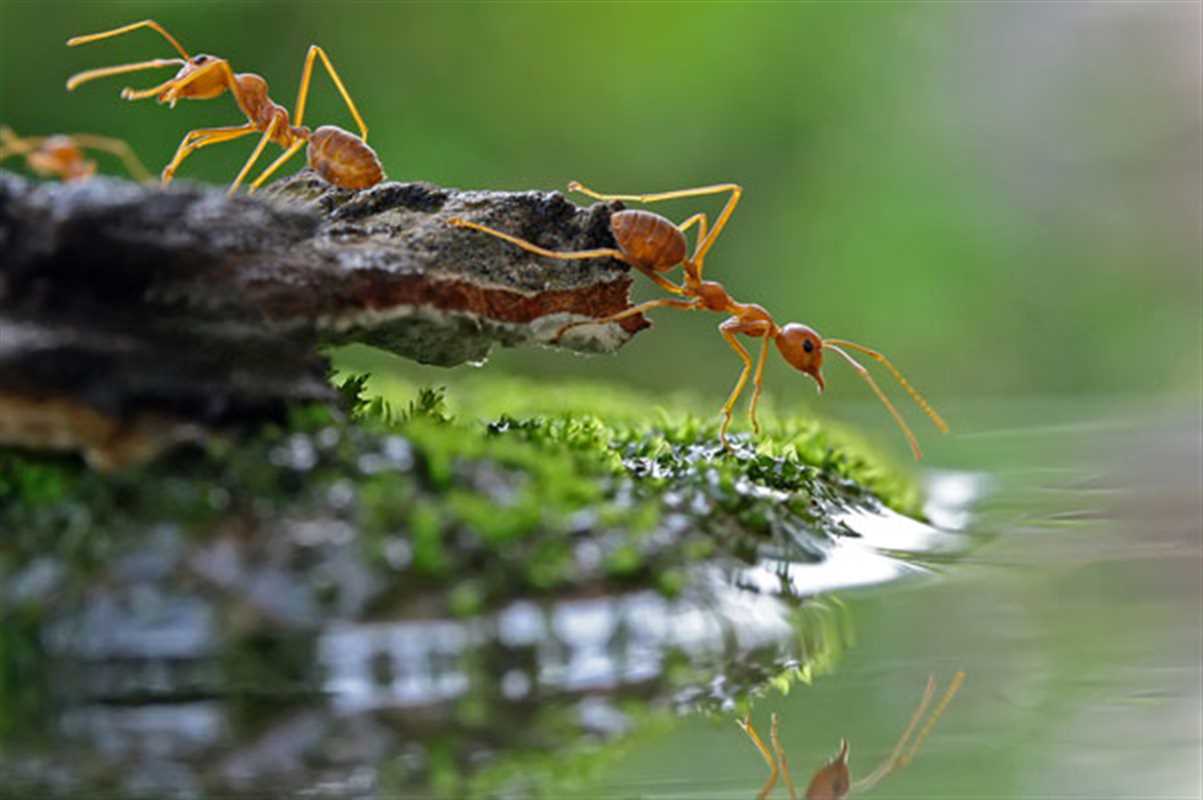 Awesome 9 ants-drinking-water